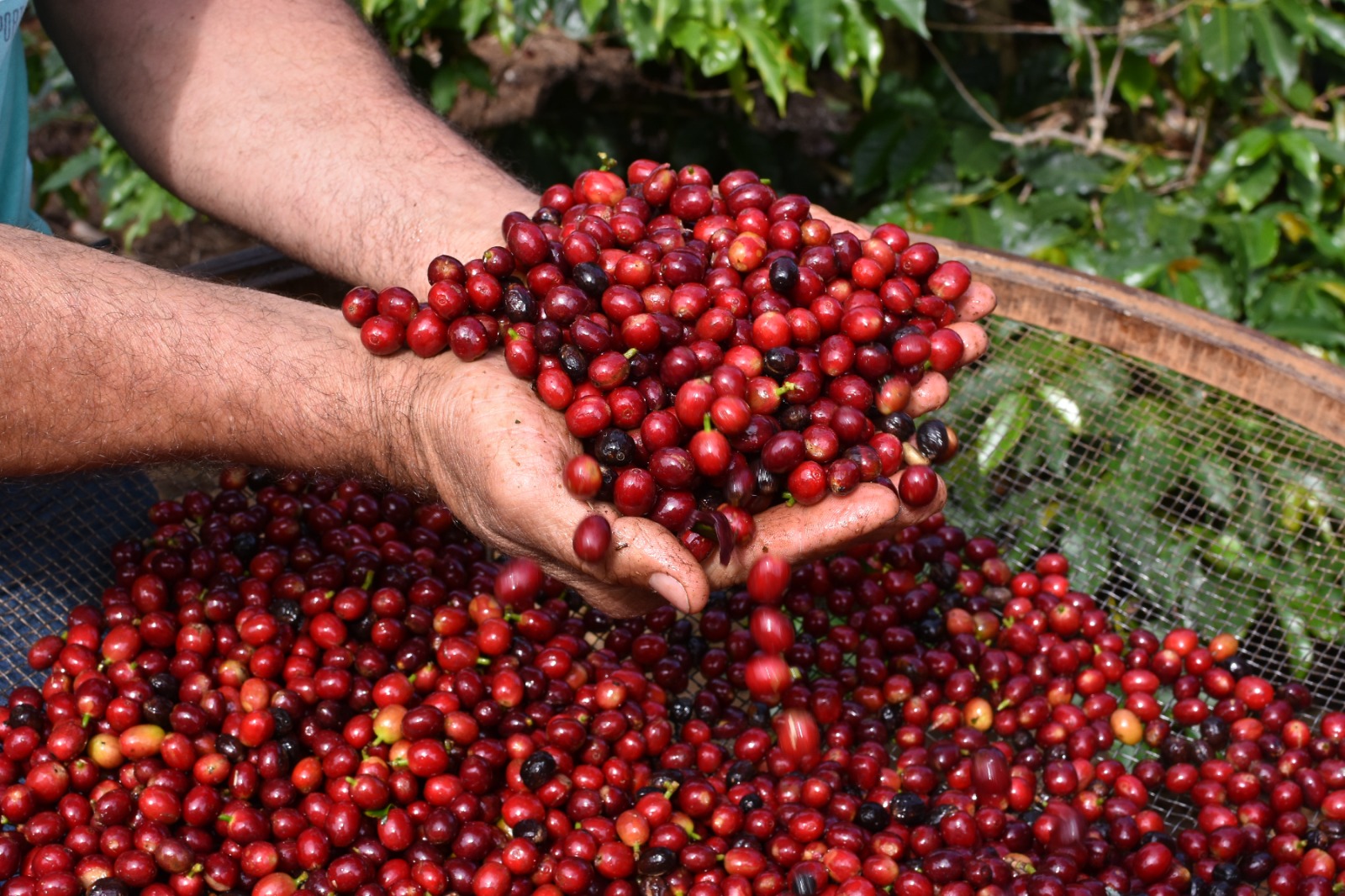 Serra Negra Celebra o Café como Parte Fundamental de Sua Identidade Cultural