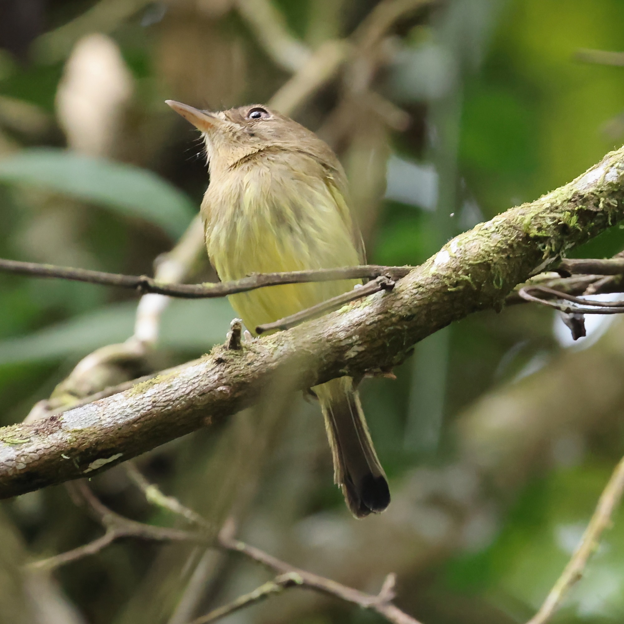 Joinville se destaca como um novo destino promissor para o turismo de observação de aves.