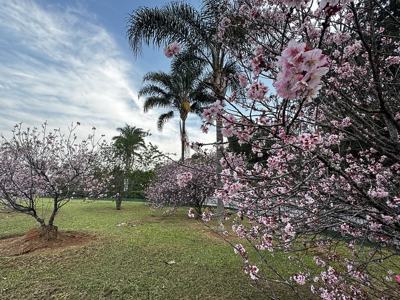 Cerejeiras do Japão florescem no Jardim Botânico de São Paulo: um espetáculo de cores entre julho e agosto