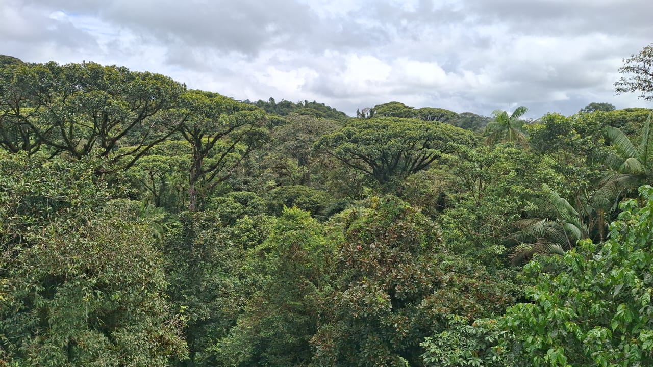 Experimente a diversidade dos bosques, montanhas e rios cristalinos do Parque Nacional Braulio Carrillo na Costa Rica