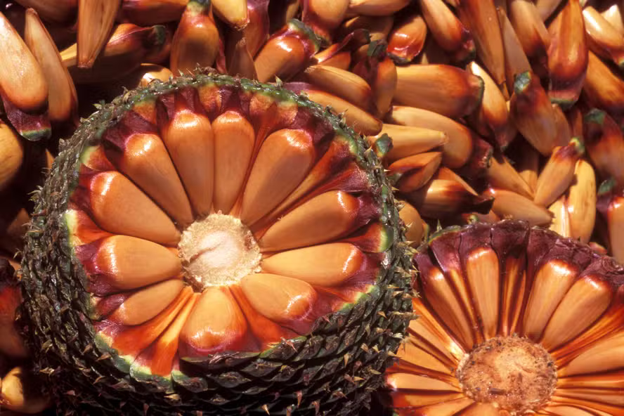 Pinhão sai da festa junina e ganha espaço na culinária e no turismo gastronômico